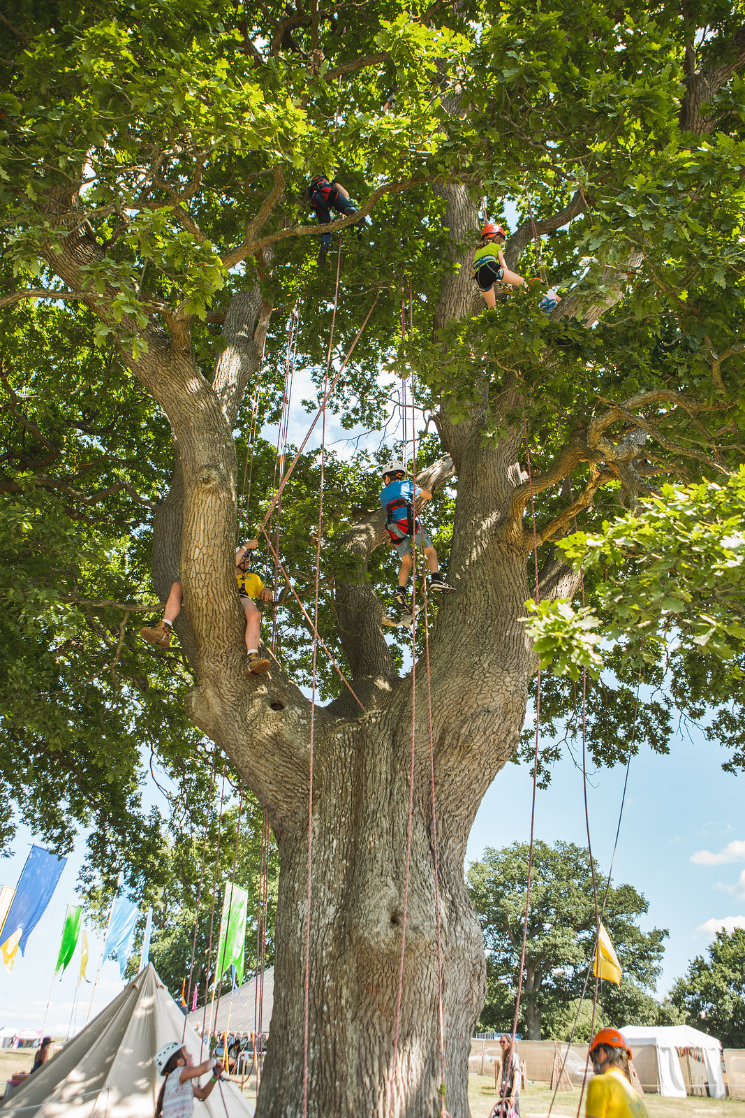 Tree Climbing